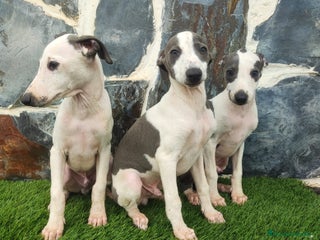 Whippet perros - Anuncio 4