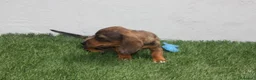 Teckel Miniatura perros en venta: Teckel Miniatura  - Anuncio 19