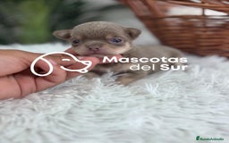 Chihuahua perros en venta: CHIHUAHU LILAC AND TAN - Imagen 1