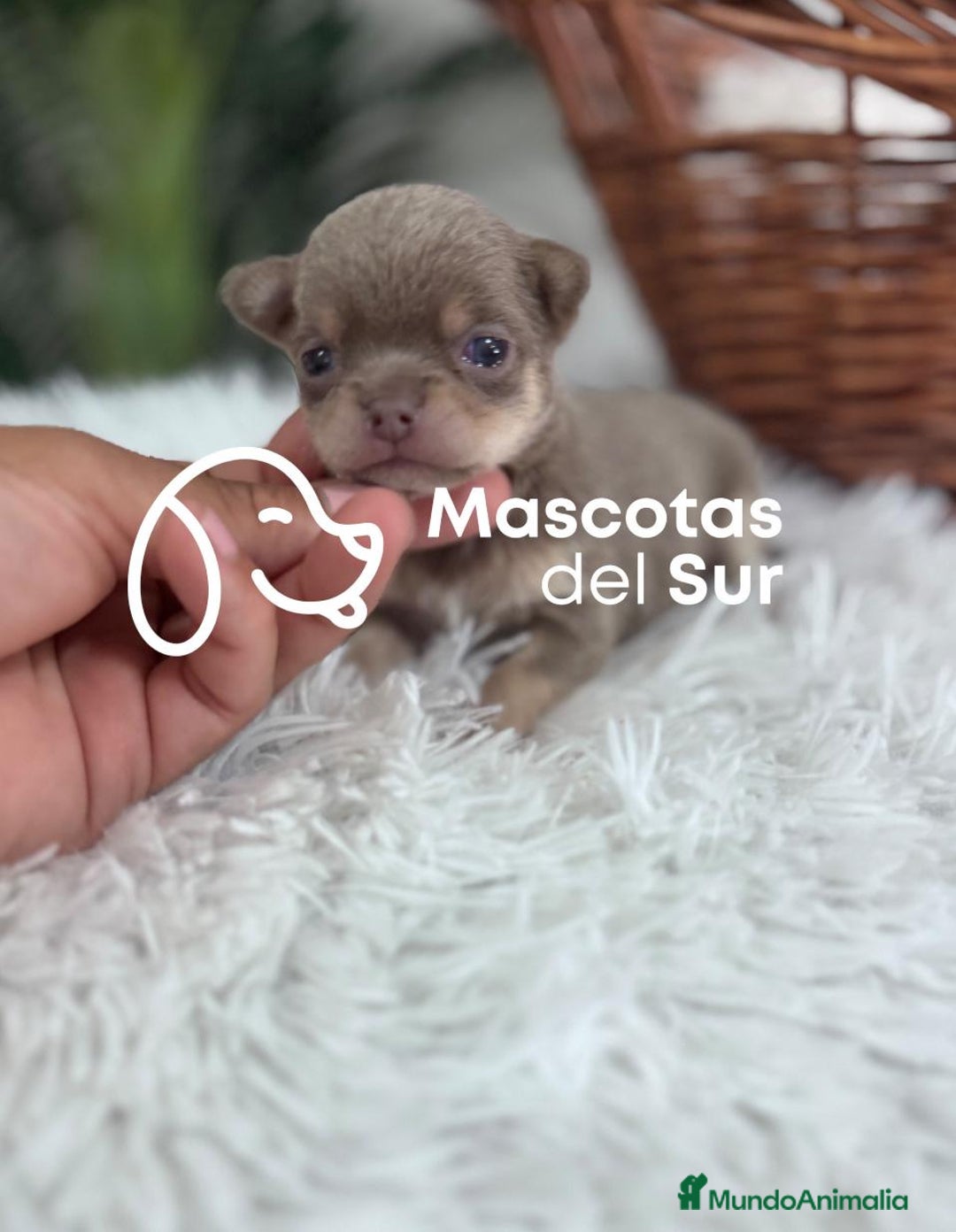 Chihuahua perros en venta: CHIHUAHU LILAC AND TAN - Imagen 1