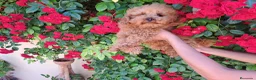 Caniche Toy perros en venta: Canichito toy  - Anuncio 2