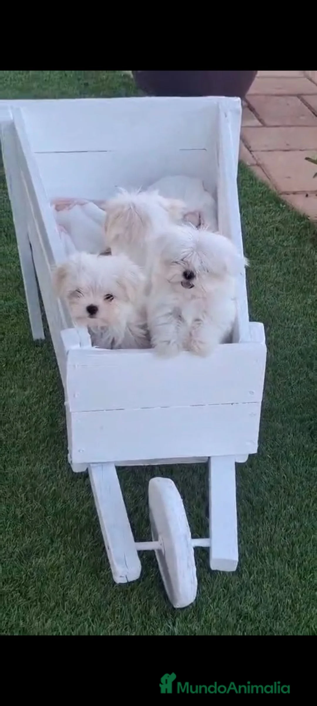 Bichón Maltés perros en venta: Bichon maltés coreana  - Anuncio 4