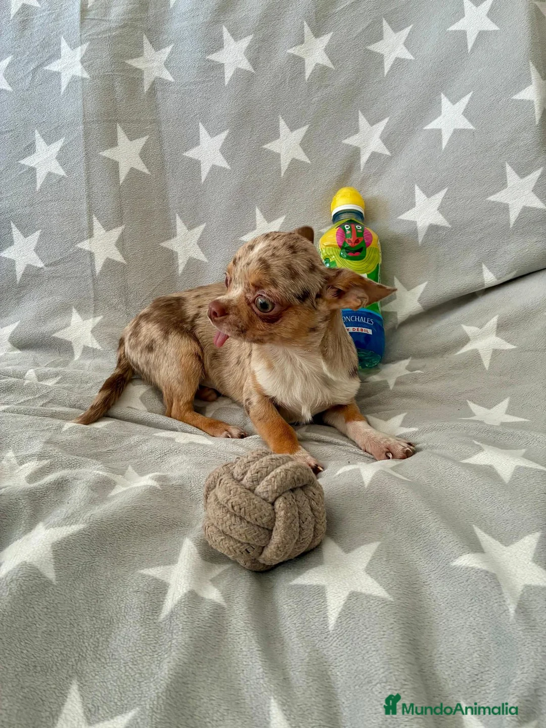 Chihuahua perros en venta: Chihuahua toy - Anuncio 3