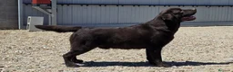 Labrador Retriever perros en venta: LABRADOR CHOCOLATE DISPONIBLE - Anuncio 3