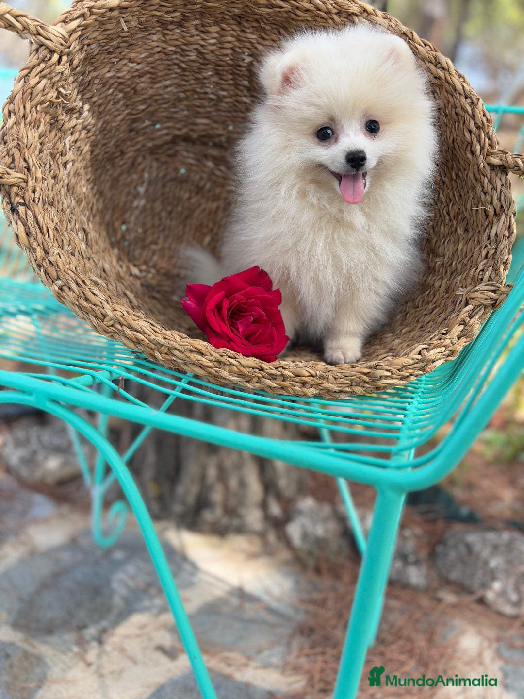 Pomerania perros en venta: Pomerania Macho 4 meses  - Anuncio 1