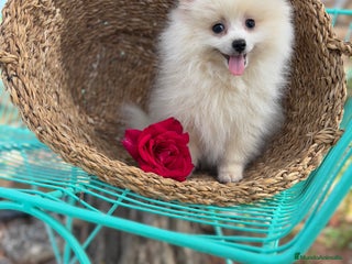 Pomerania perros Pomerania Macho 4 meses - Anuncio 2