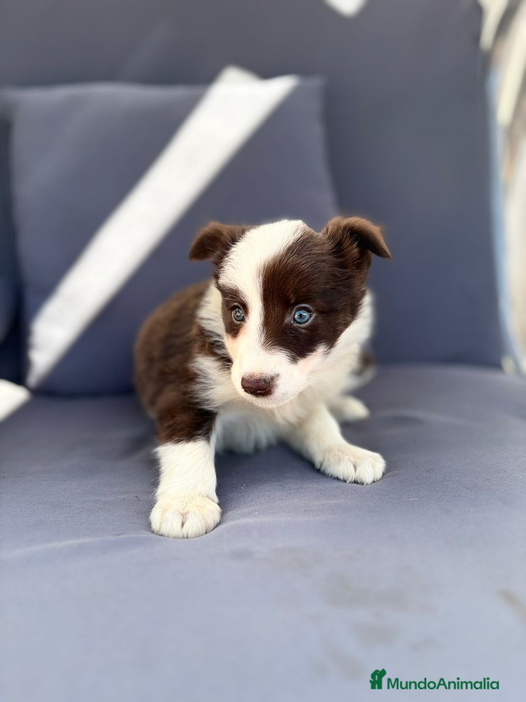 Border Collie perros en venta: ULTIMAS 2 HEMBRAS BORDER COLLIE  - Imagen 17