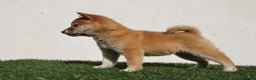 Shiba Inu perros en venta: Cachorro de Shiba Inu en Madrid - Anuncio 4