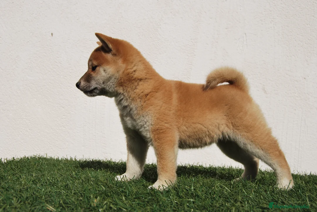 Shiba Inu perros en venta: Cachorro de Shiba Inu en Madrid - Anuncio 4