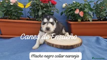Husky Siberiano Cachorro 1