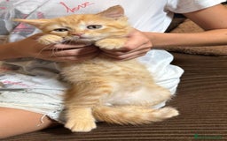 Británico de Pelo Corto gatos en venta: Gatcot.com - Imagen 2