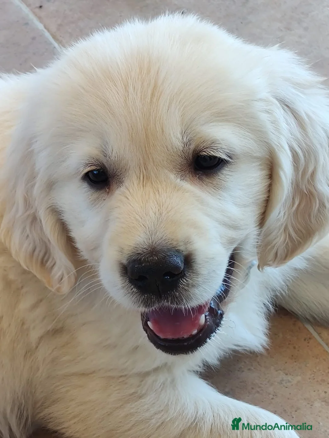 Golden Retriever perros en venta: Cachorros golden retriever   - Anuncio 2