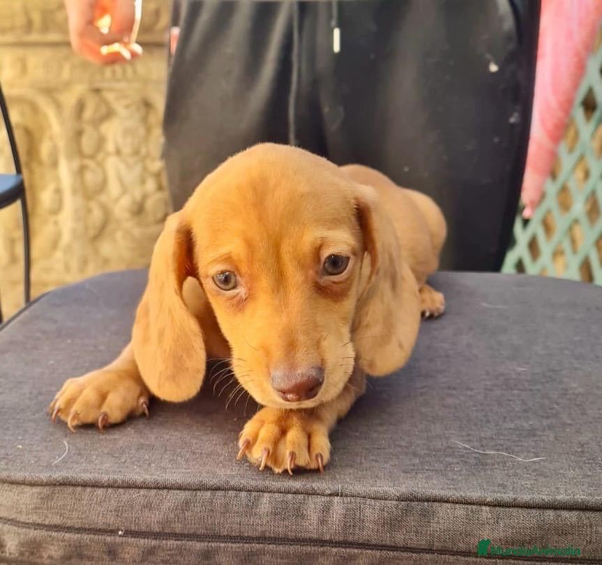 Teckel Miniatura perros Teckel  mini - Anuncio 1