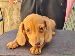 Teckel Miniatura perros Teckel mini - Anuncio 1