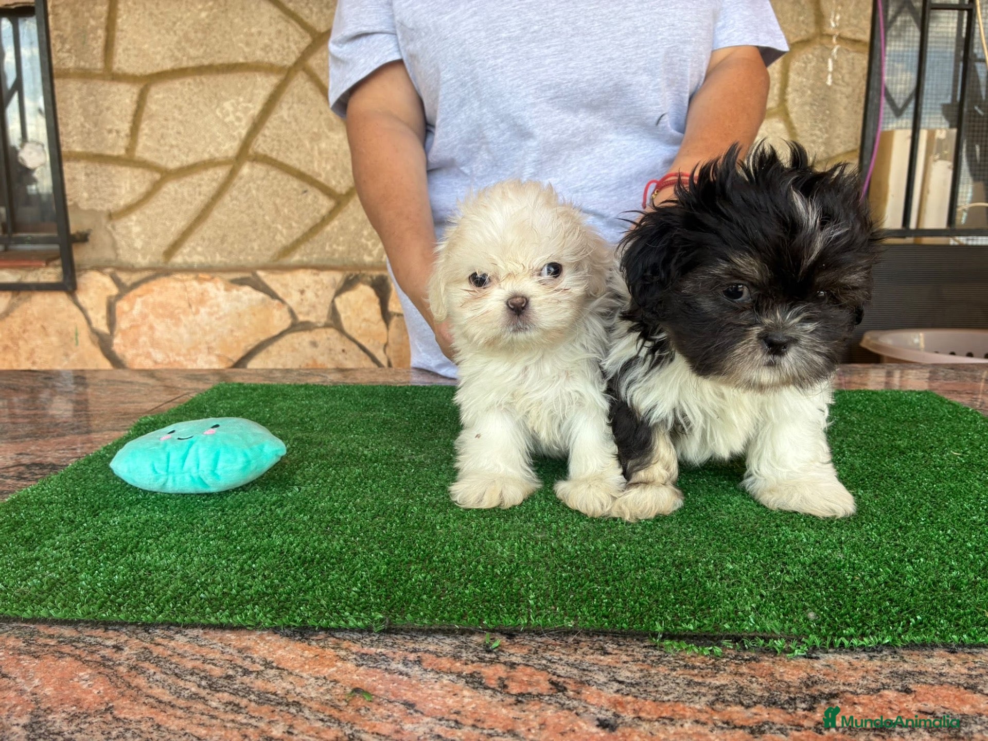 Shih Tzu perros Machos de shihtzu  - Anuncio 1