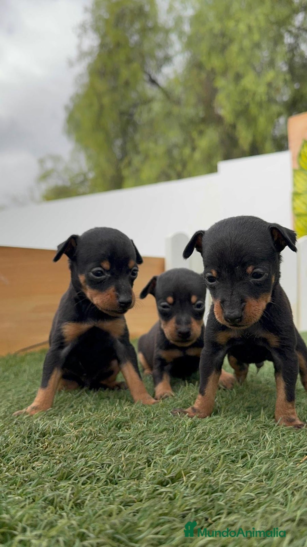 Pinscher Miniatura perros en venta: PINSCHER MINIATURA - Imagen 7