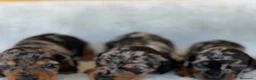 Teckel Miniatura perros en venta: Teckel - Anuncio 3