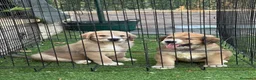 Pastor de Asia Central perros en venta: Disponible pareja Alabai  - Anuncio 4