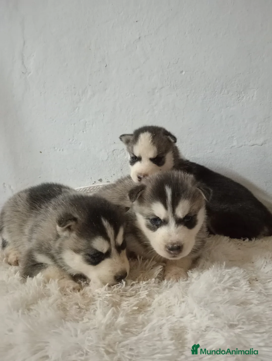 Husky Siberiano perros en venta: Husky siberiano  - Anuncio 10