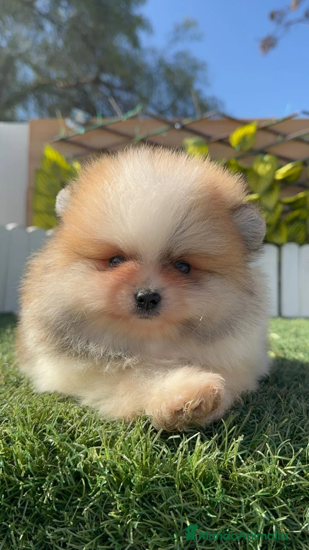 Pomerania perros en venta: POMERANIA - Anuncio 11