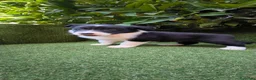 Border Collie perros en venta: border collie blue merle y blanco y negro - Anuncio 26