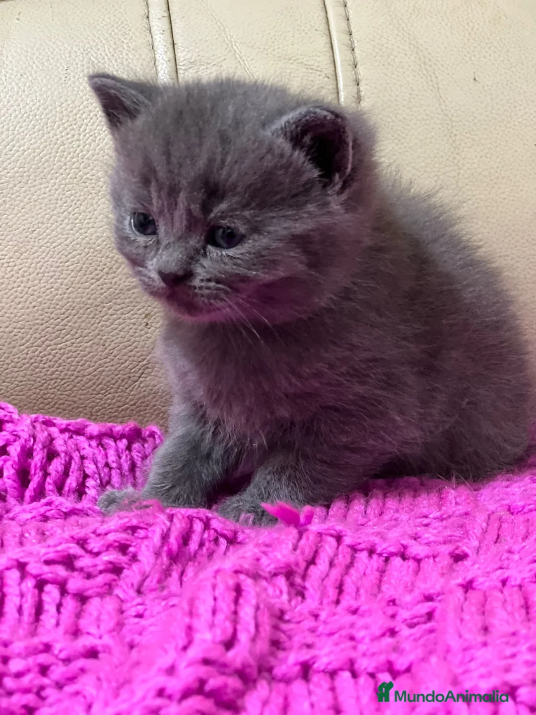 Británico de Pelo Corto gatos en venta: Cariñosos Britthis shorthair negros  en Madrid - Anuncio 5