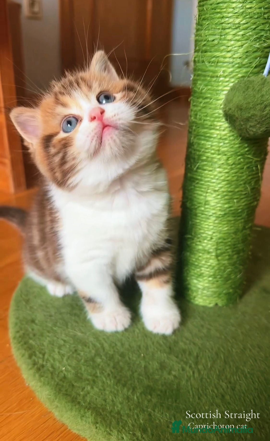 Británico de Pelo Corto gatos Británico gatitos - Anuncio 1