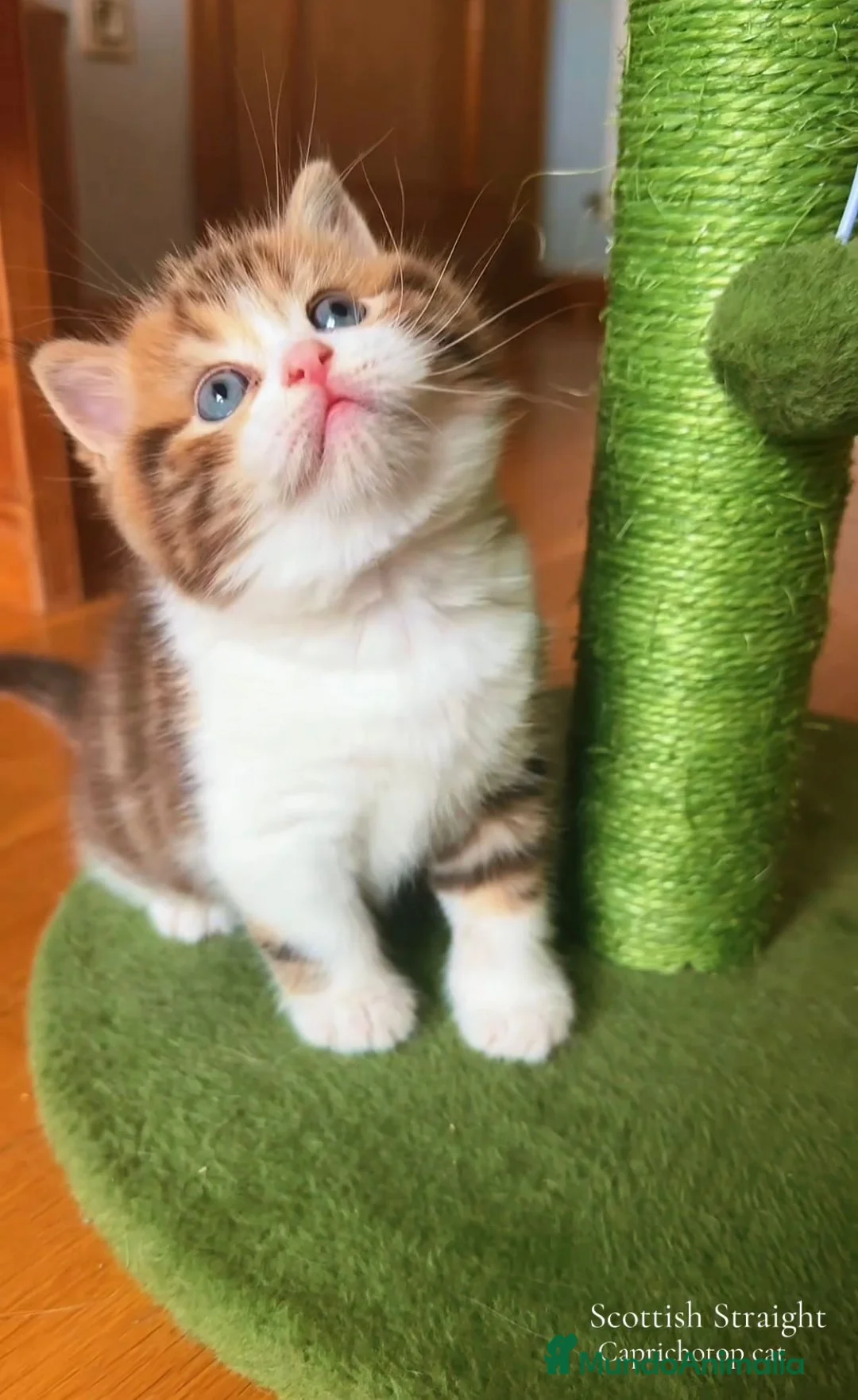 Británico de Pelo Corto gatos en venta: Británico gatitos - Anuncio 2