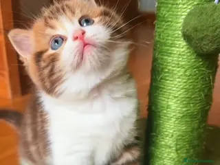 Británico de Pelo Corto gatos Británico gatitos - Anuncio 1