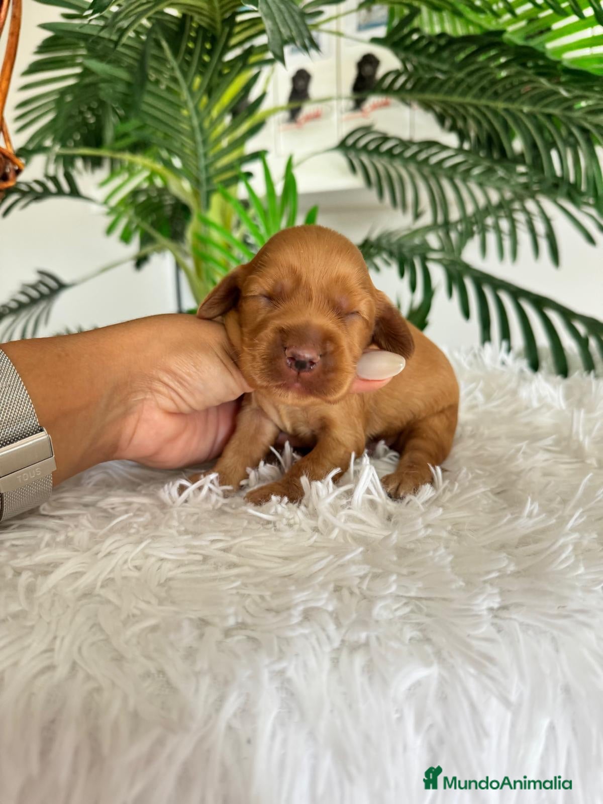 Cocker Spaniel Inglés perros COCKER SPANIEL INGLES - Anuncio 1