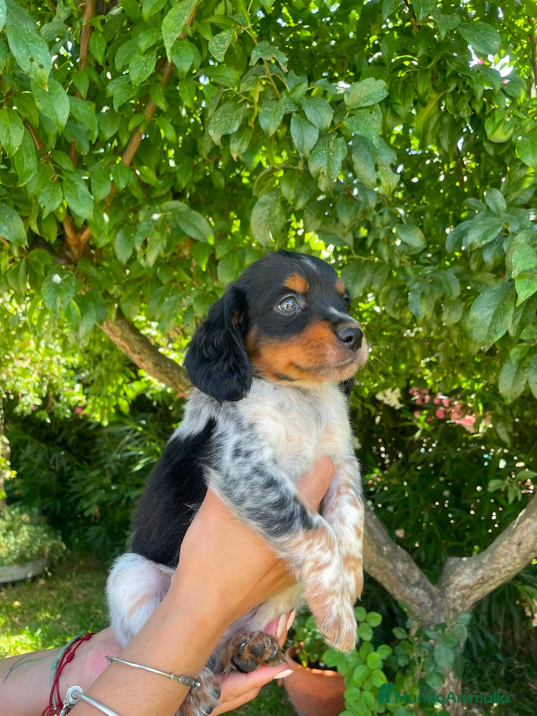 Épagneul Breton perros en venta: Spaniel Bretón  - Anuncio 6