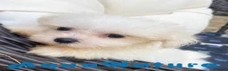 Bichón Maltés perros en venta: Bichon Maltés Macho de Kusita2 6886 - AQUANATURA en Barcelona - Anuncio 3