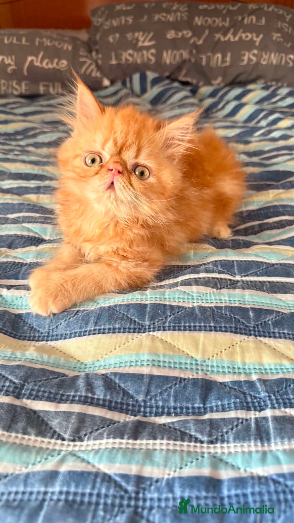 Persa gatos Persa - Anuncio 1