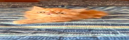 Persa gatos en venta: Persa - Anuncio 1
