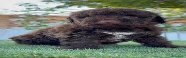 Perro de Agua Español 4