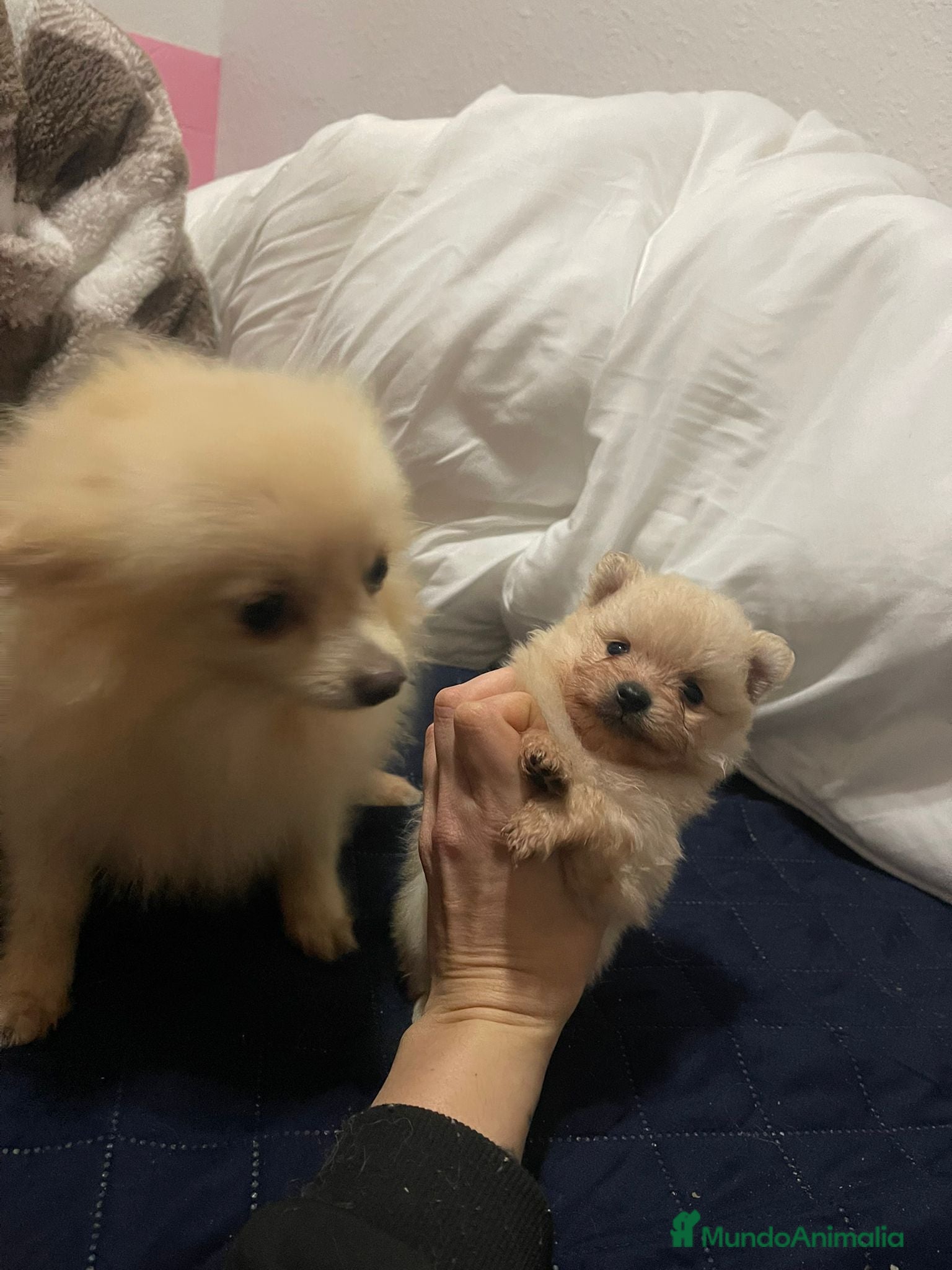 Pomerania perros Pomerania toy - Anuncio 2