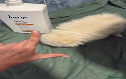 Pomerania perros en venta: Lulu pomerania mini toy  - Imagen 7