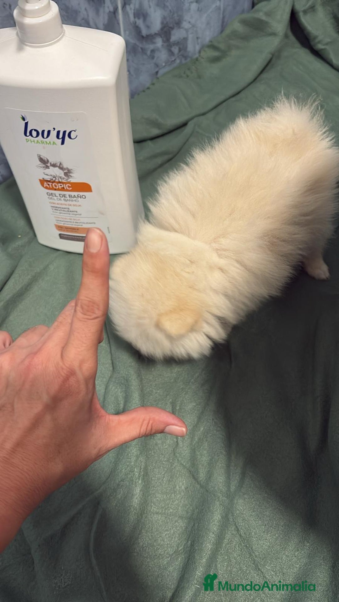 Pomerania perros en venta: Lulu pomerania mini toy  - Imagen 7