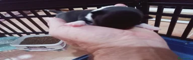 Chihuahua 2