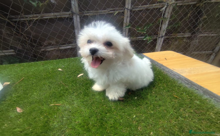 Bichón Maltés perros - Anuncio 1