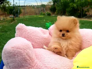 Pomerania perros Cachorros de Pomerania - Anuncio 25