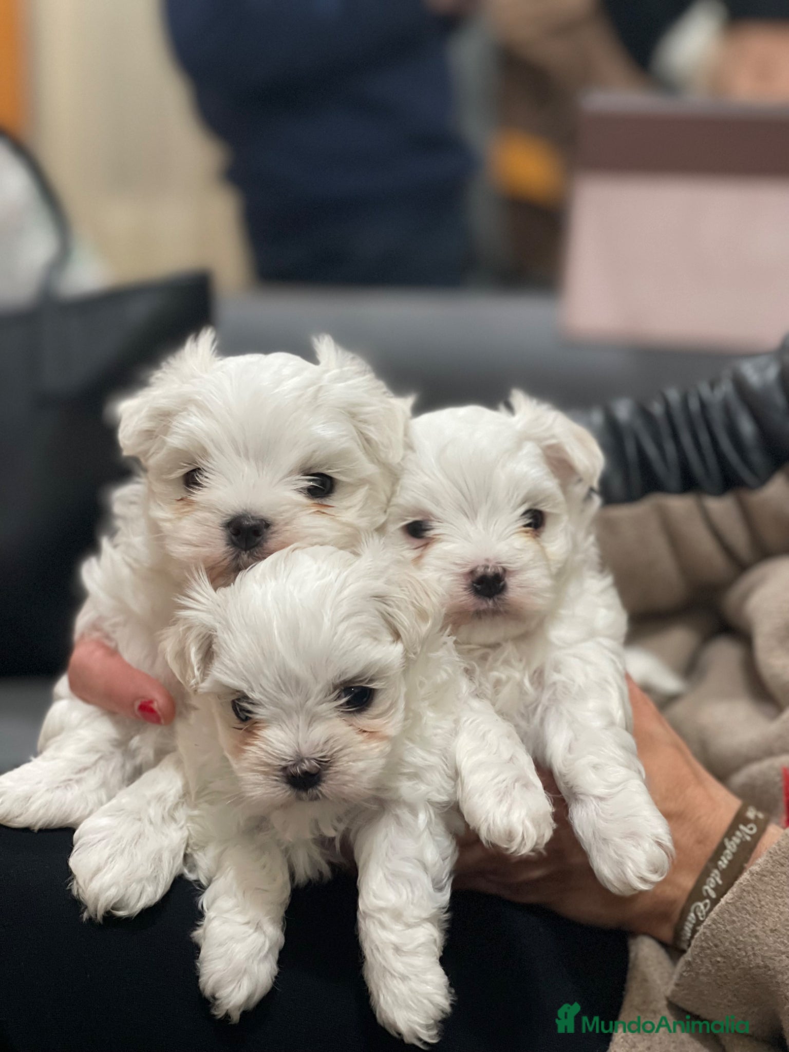Bichón Maltés perros BICHÓN MALTÉS MINI - Anuncio 1