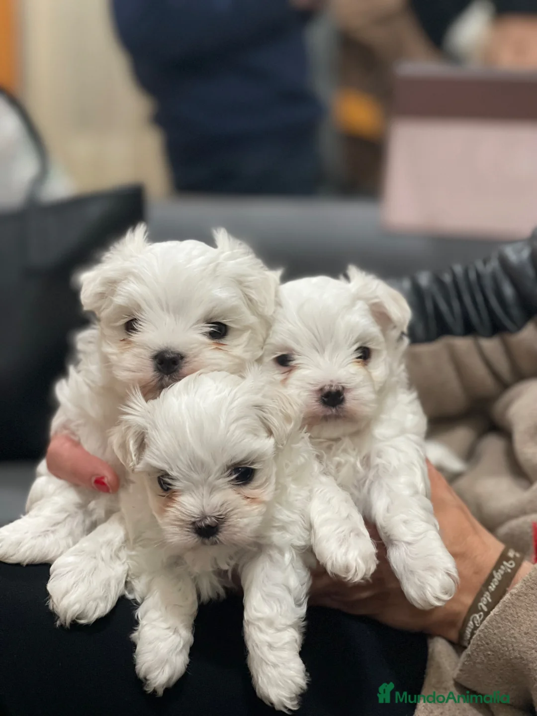 Bichón Maltés perros en venta: BICHÓN MALTÉS MINI - Anuncio 1