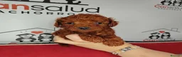 Caniche Toy perros en venta: Canoche toy - Anuncio 2