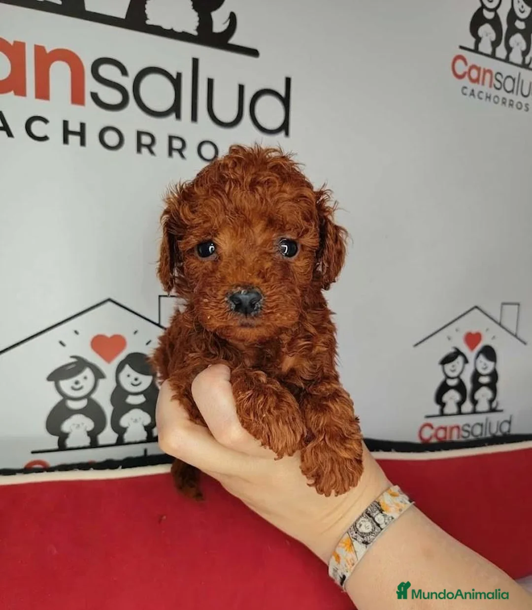 Caniche Toy perros en venta: Canoche toy - Anuncio 2