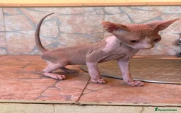 Sphynx gatos en venta: Cachorros de gato sphynx  - Imagen 7