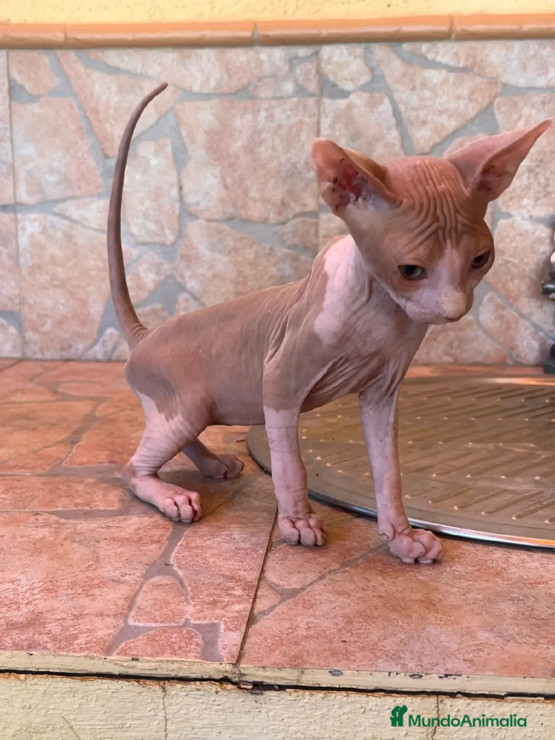 Sphynx gatos en venta: Cachorros de gato sphynx  - Imagen 7