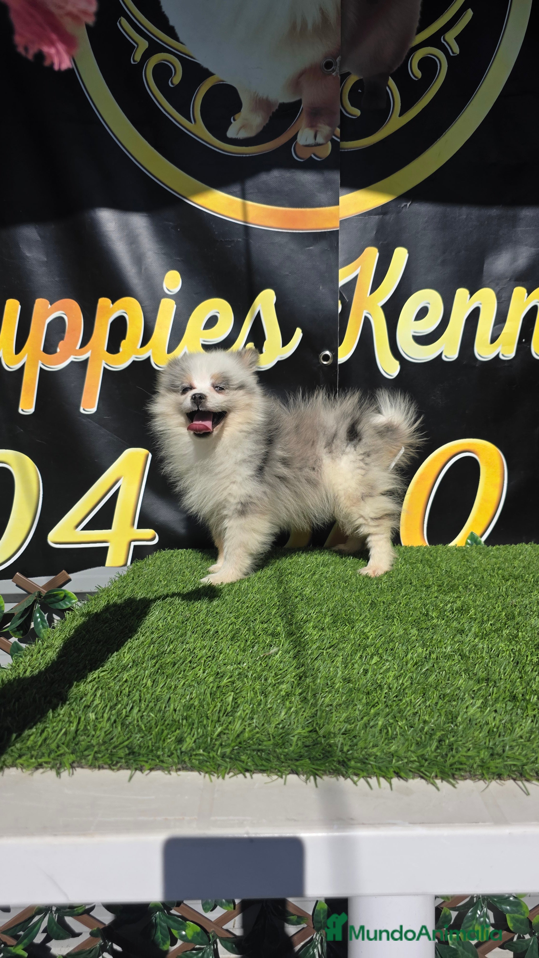 Pomsky perros Pomsky tricolor ojos azules  - Anuncio 4