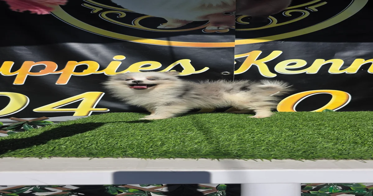 Pomsky tricolor ojos azules en venta en Benidorm | MundoAnimalia