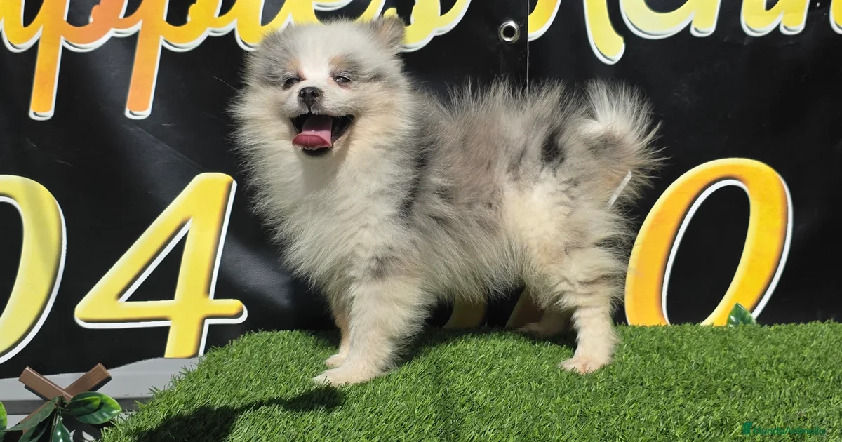 Tri Color Pomsky Pomsky tricolor ojos azules en venta en Benidorm | MundoAnimalia